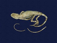 藏品(斯文豪氏攀蜥)的圖片